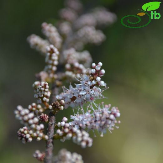 Tamaricaceae-Ilgıngiller