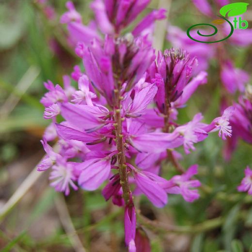 Polygala major