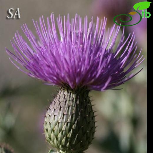 Cirsium sivasicum