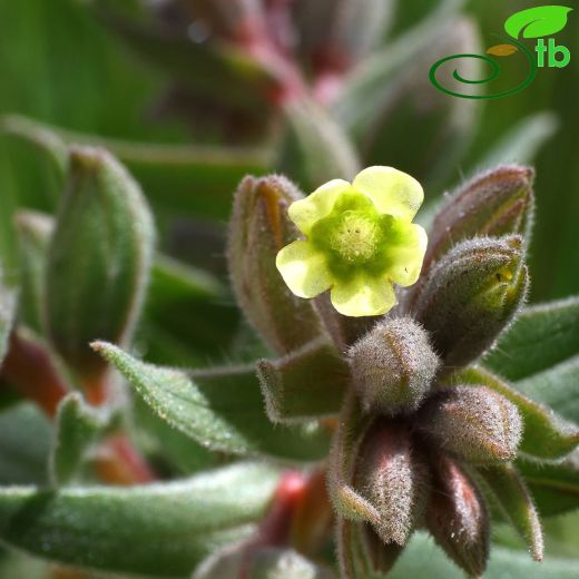 Nonea macrosperma