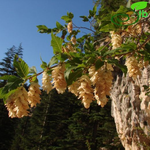 Betulaceae-Huşgiller
