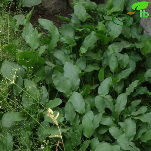 Alisma lanceolatum