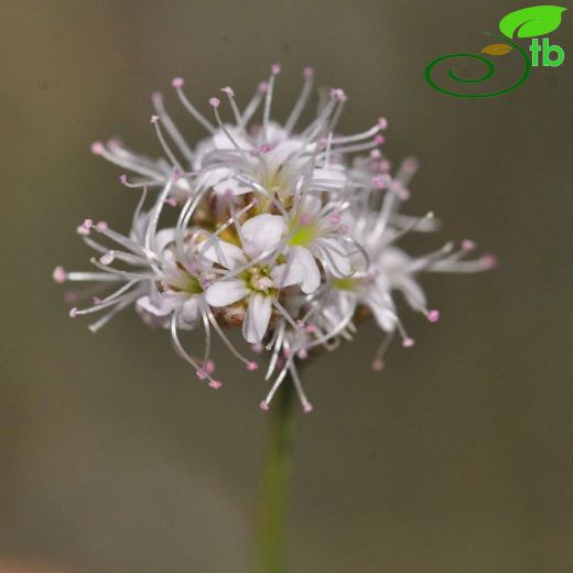 Gypsophila laricina