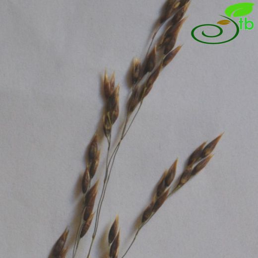 Oryzopsis coerulescens