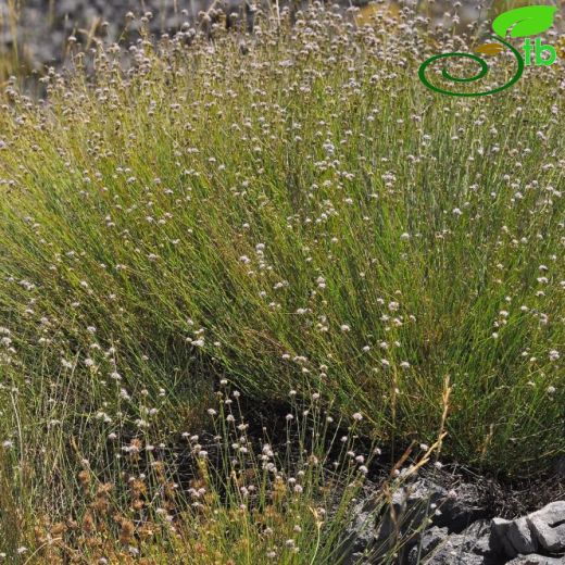 Gypsophila laricina