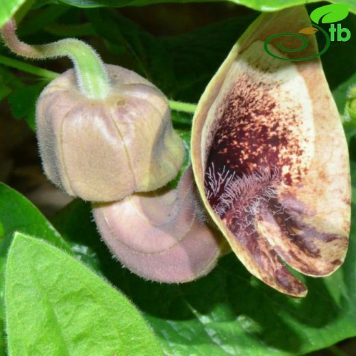 Aristolochia bodamae