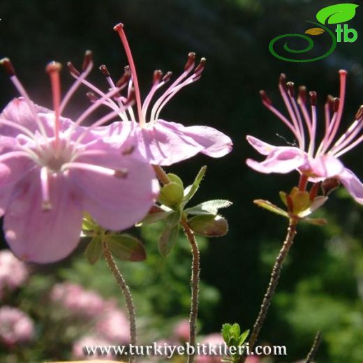 Rhodothamnus-Dağgülü