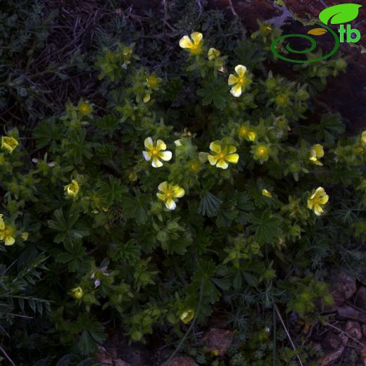 Potentilla-Beşparmakotu