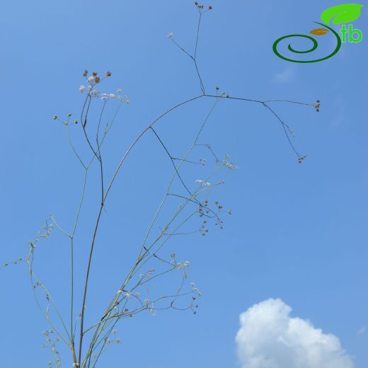 Falcaria falcarioides