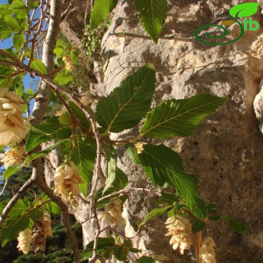 Betulaceae-Huşgiller