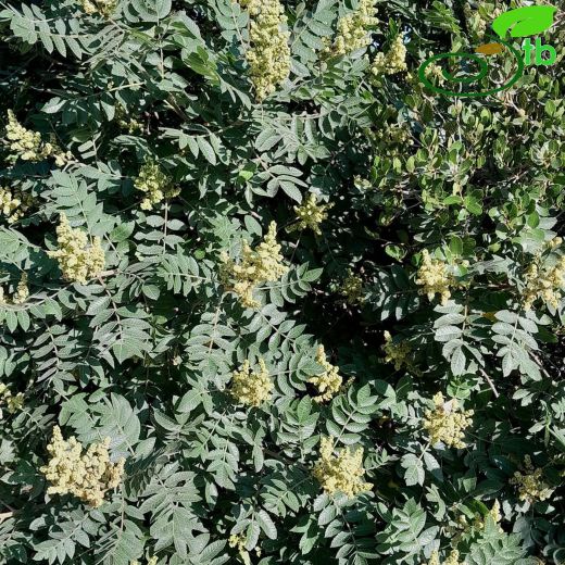 Anacardiaceae-Menengiçgiller