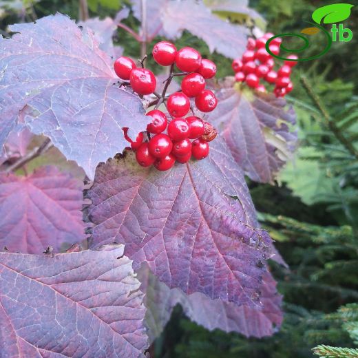 Viburnum-Kartopu