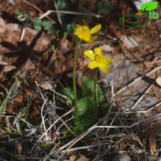 Ranunculaceae-Düğünçiçeğigiller