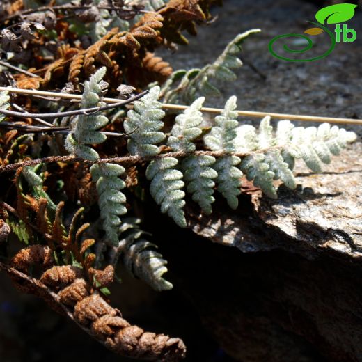 Pteridaceae-Baldırıkaragiller