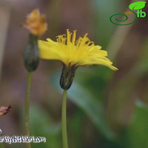 Taraxacum rupicolum