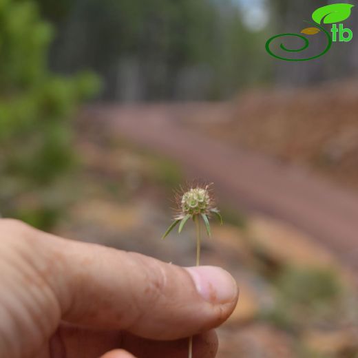 Caprifoliaceae-Hanımeligiller