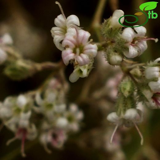 Gypsophila eriocalyx