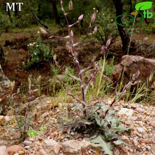 Lactuca tuberosa