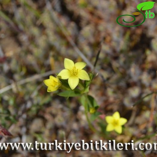 Centaurium maritimum