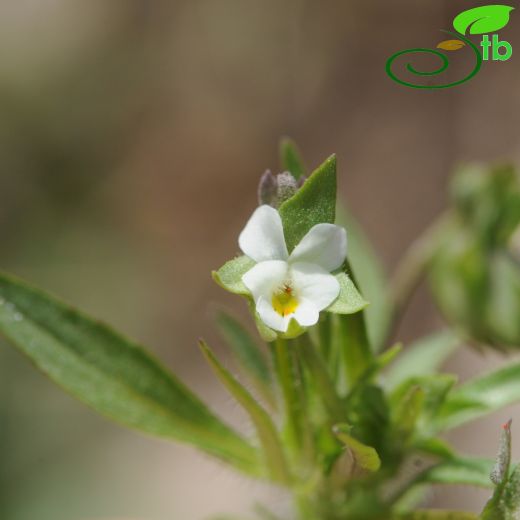 Viola arvensis