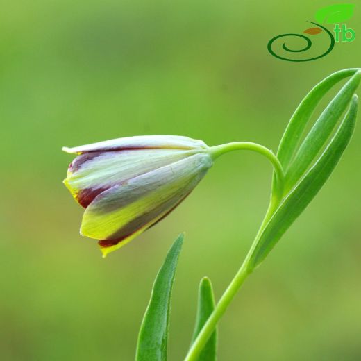 Fritillaria bithynica