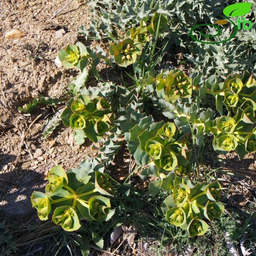 Euphorbia anacampseros