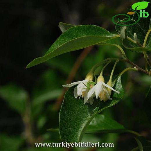 Styracaceae-Ayıfındığıgiller