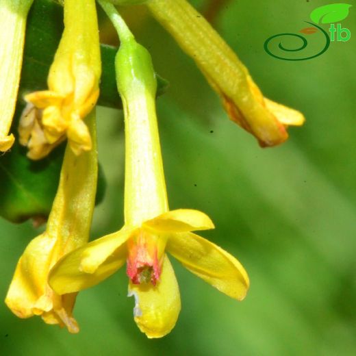 Grossulariaceae-Bektaşiüzümügiller
