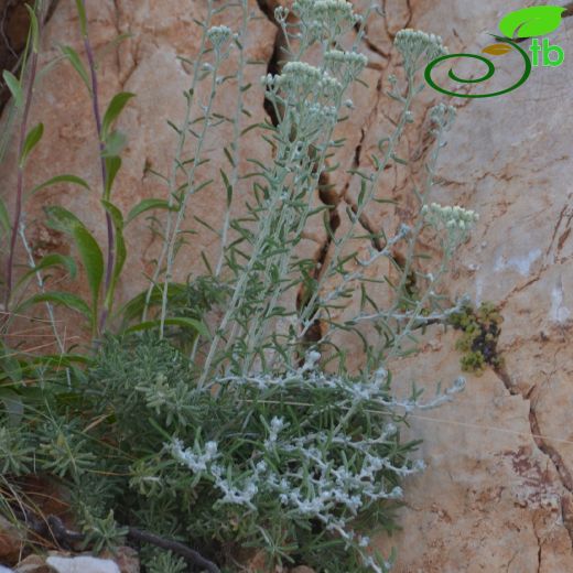 Achillea-Civanperçemi