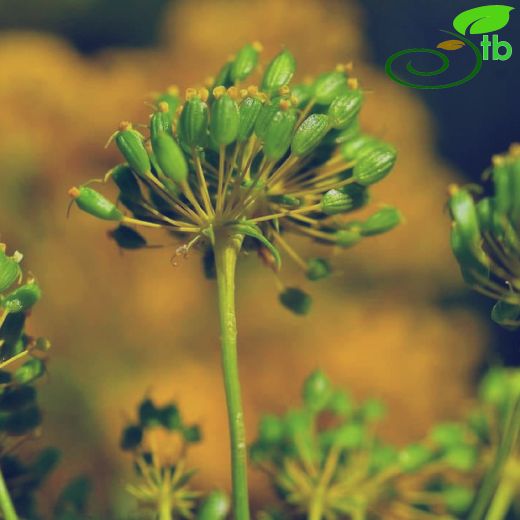 Dichoropetalum