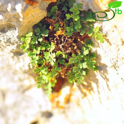 Aspleniaceae-Saçakotugiller