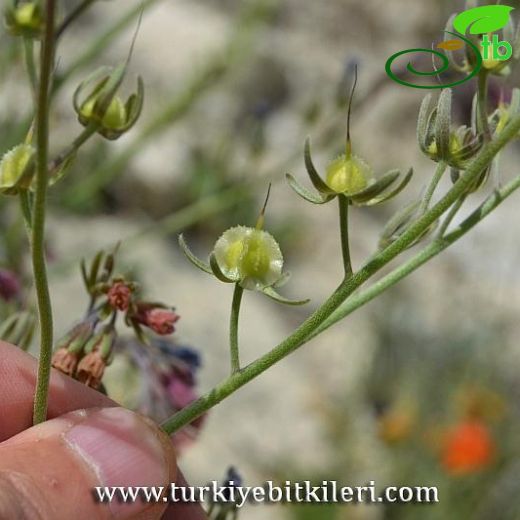 Mattiastrum ancyritanum
