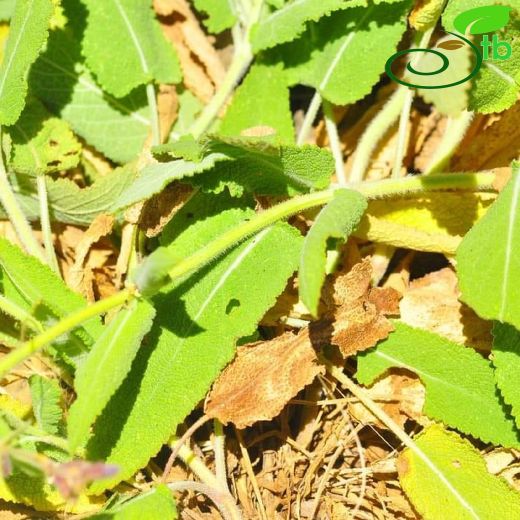 Salvia adenocaulon