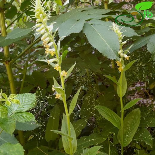 Digitalis-Yüksükotu