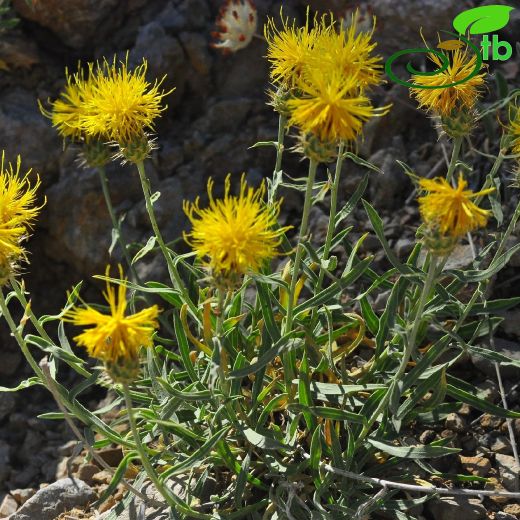 Centaurea drabifolia