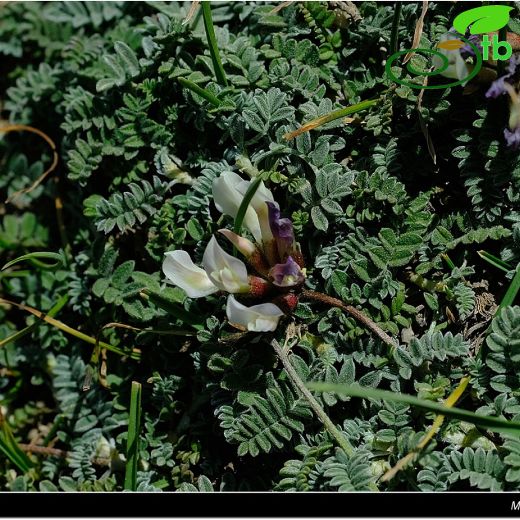 Astragalus sachanewii