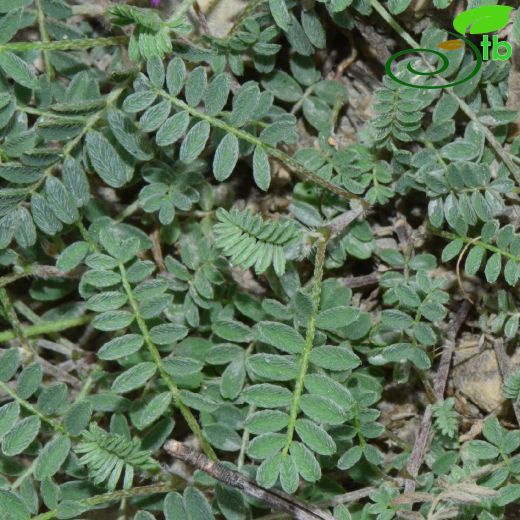 Astragalus humifusus