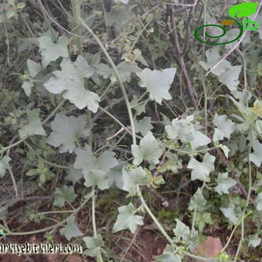 Bryonia multiflora