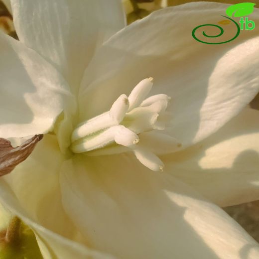 Asparagaceae-Kuşkonmazgiller