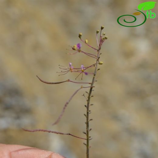 Cleome iberica