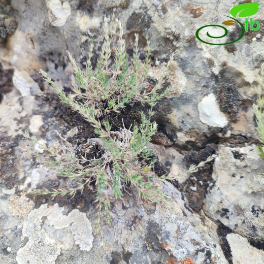 Galium-Yapışkanotu