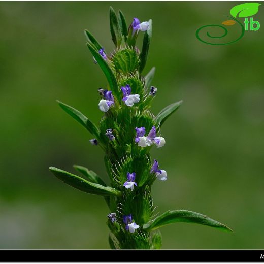 Lallemantia-Ajdarbaşı