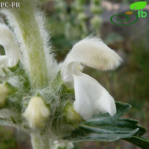 Phlomoides-Benliçalba