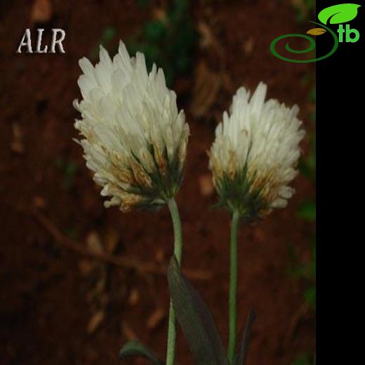 Trifolium alexandrinum