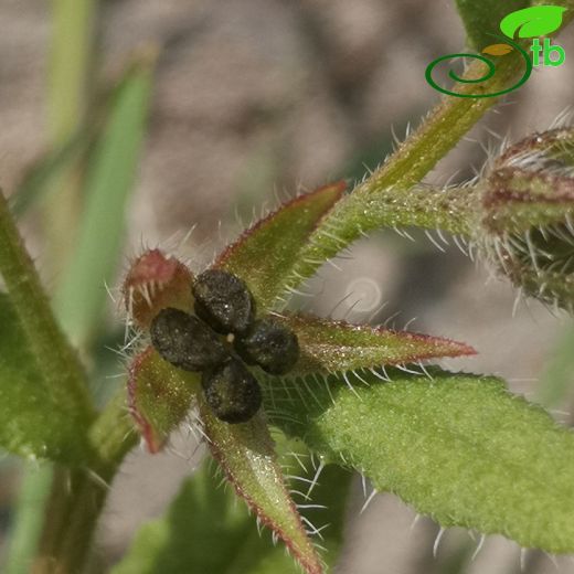 Lycopsis orientalis