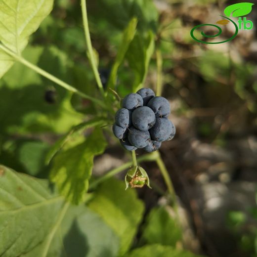 Rubus-Böğürtlen