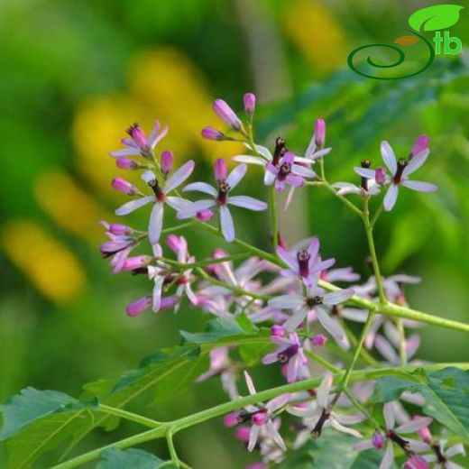 Meliaceae-Tespihağacıgiller