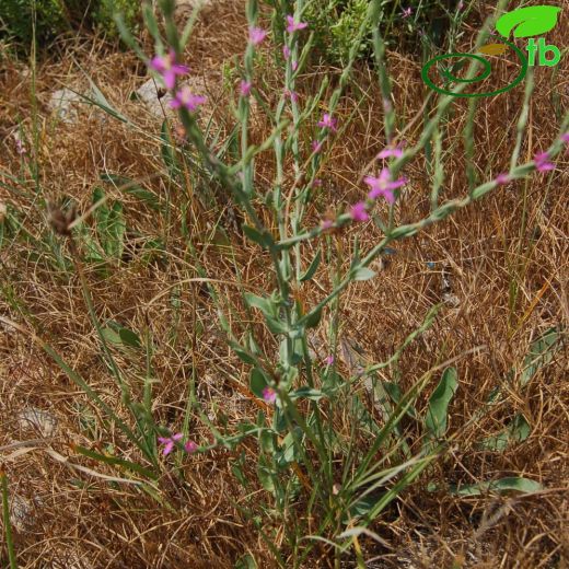 Gentianaceae-Gentiyangiller