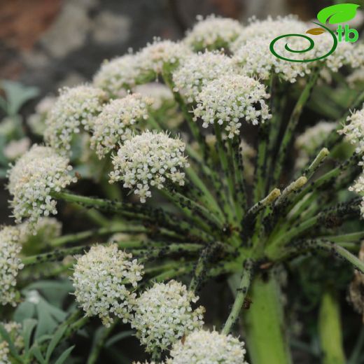 Apiaceae-Maydanozgiller