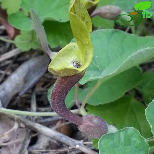 Aristolochia krausei